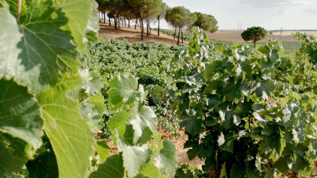 Viñedo de la Ruta del Vino de Rueda