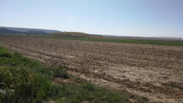 Campaña del espárrago. Imagen de archivo