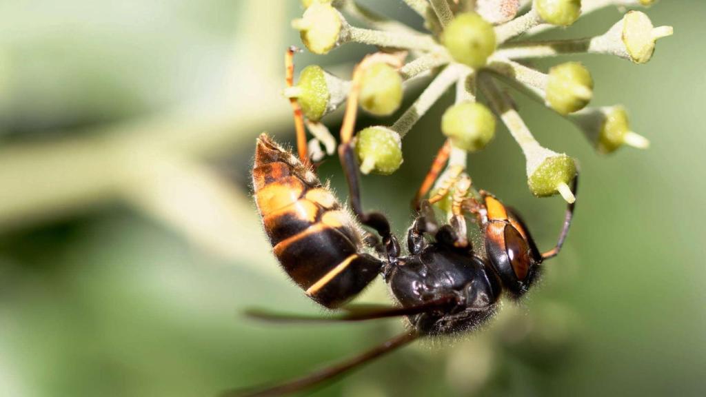 Imagen de una avispa velutina o asiática.
