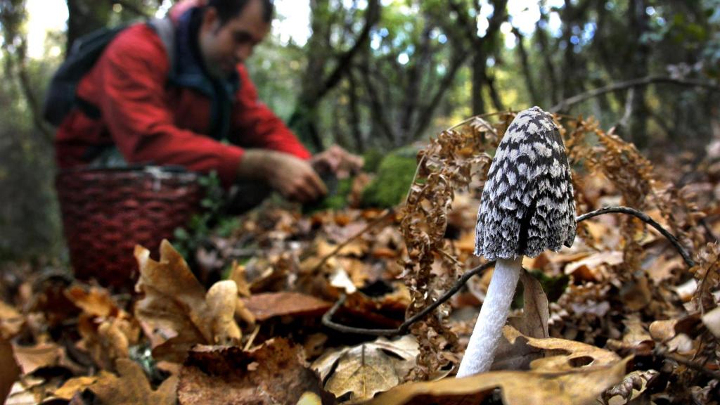 Recogida de setas en un bosque de la comarca de Ciudad Rodrigo. Especie Coprinus Picaceus