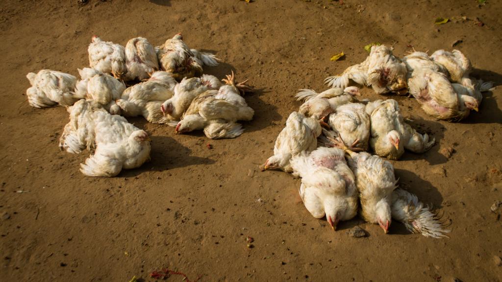 Decenas de aves infectadas con gripe aviar en una imagen de archivo.