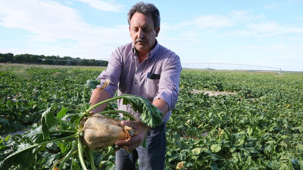 Mariano Gil, agricultor de la zona sur de la comarca de Medina del Campo, observa el estado de la remolacha en una de las tierras al fondo el pivot de riego