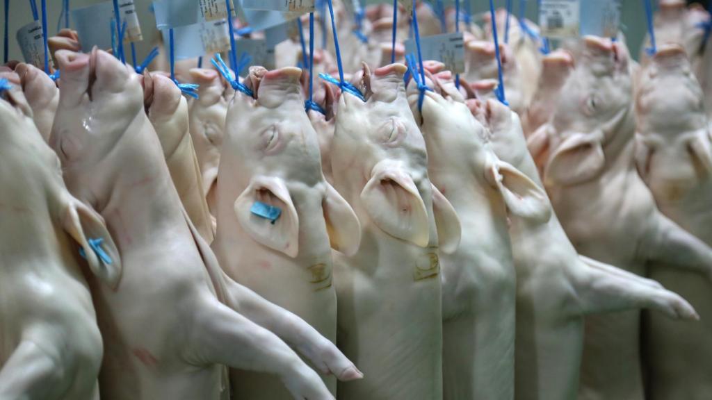 Cochinillos recién sacrificados en el matadero de Tabladillo (Segovia)