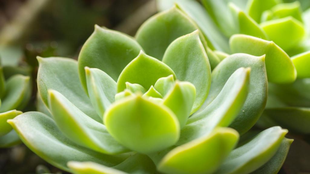 Señales de exceso y falta de agua en las suculentas