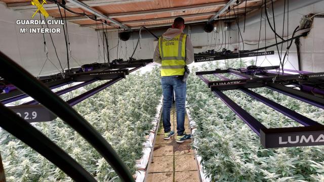 Imagen de la plantación facilitada por la Guardia Civil.