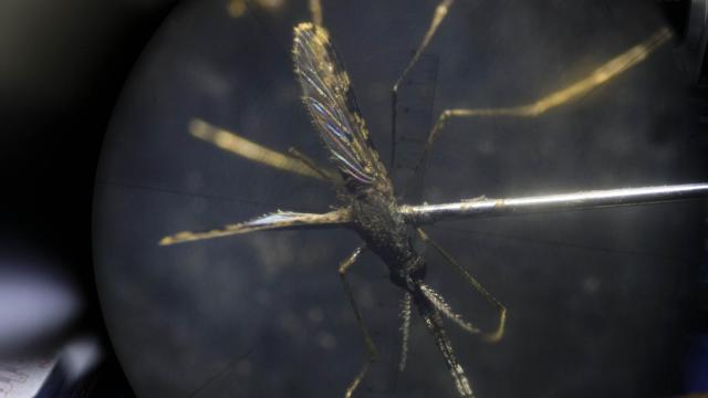 Prevenir la malaria con el control de mosquitos: MSF consigue que disminuya un 80% en Venezuela