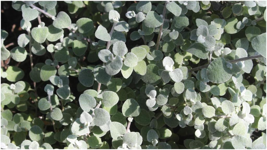 Helichrysum petiolare o planta de regaliz.