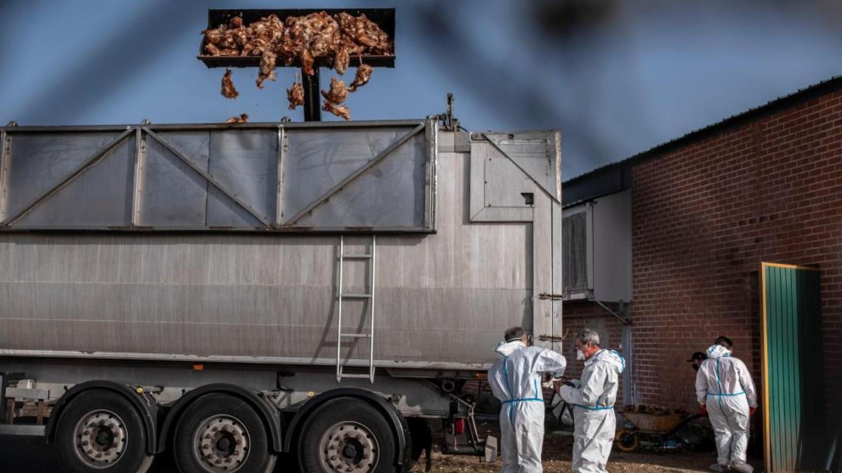 ARCHIVO - Sacrificio de aves