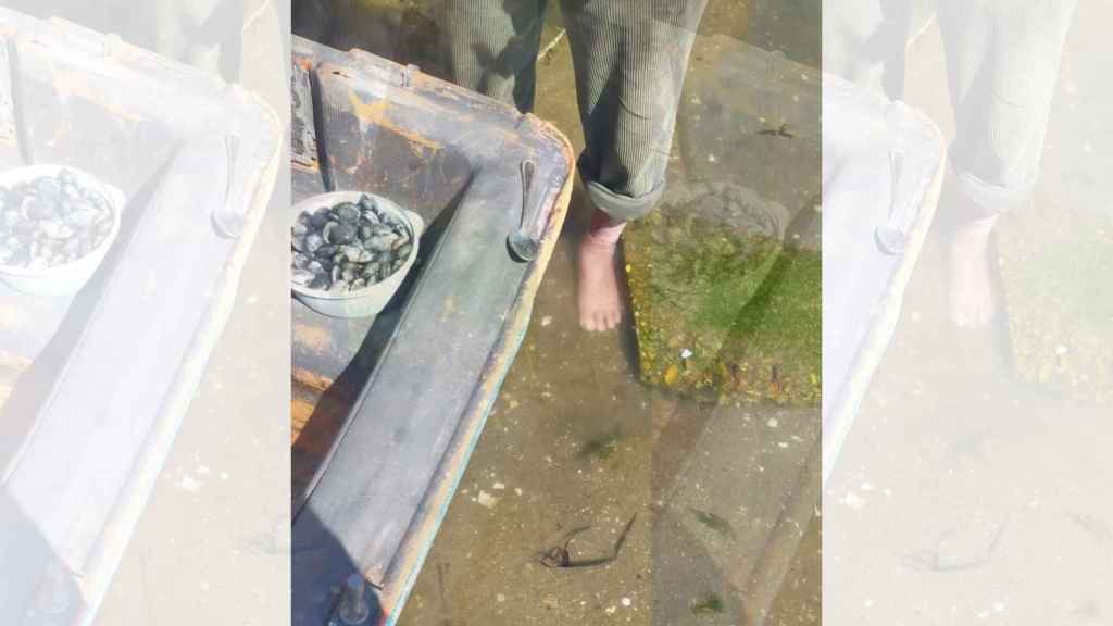 Almejas intervenidas por la Policía Local.