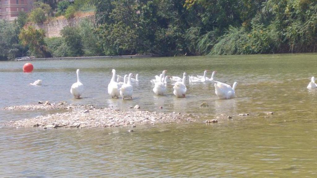 Imagen de archivo de unas ocas