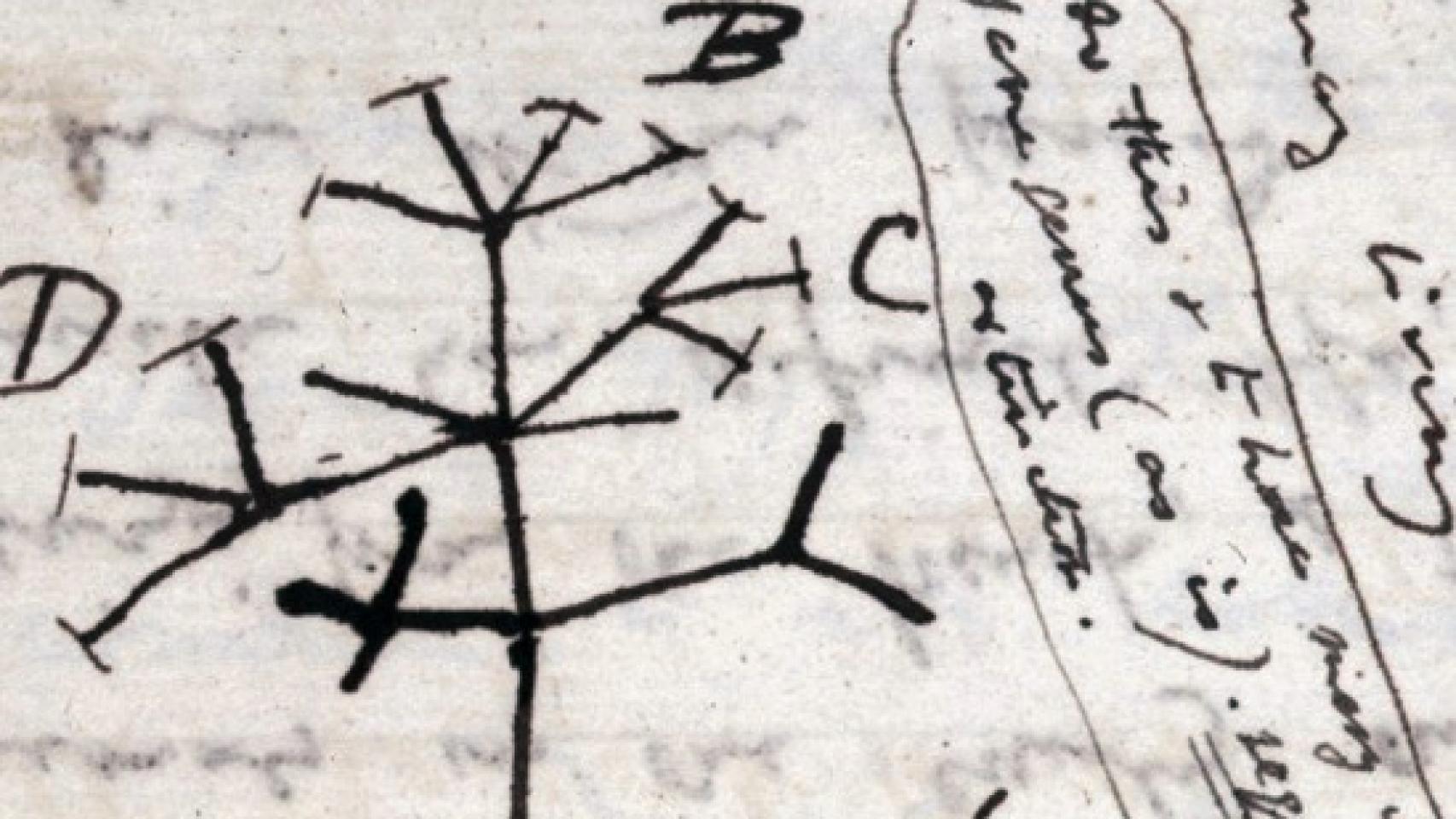 Página 36 del Cuaderno B de Darwin en la que dibujó su famoso 'Árbol de la vida'