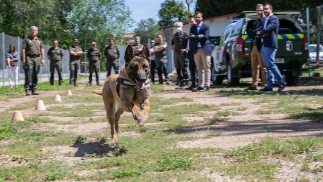 Toledo estrena unidad canina para detectar venenos en el medio natural