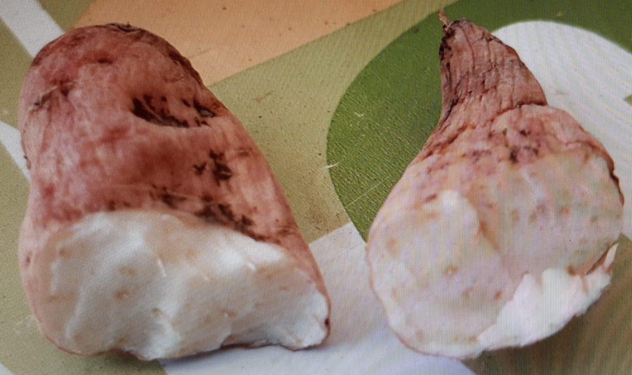 Tubérculo hallado en el domicilio del fallecido. Foto: Cedida