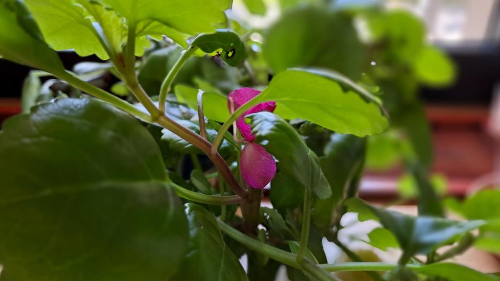 Cuida tus plantas con ayuda