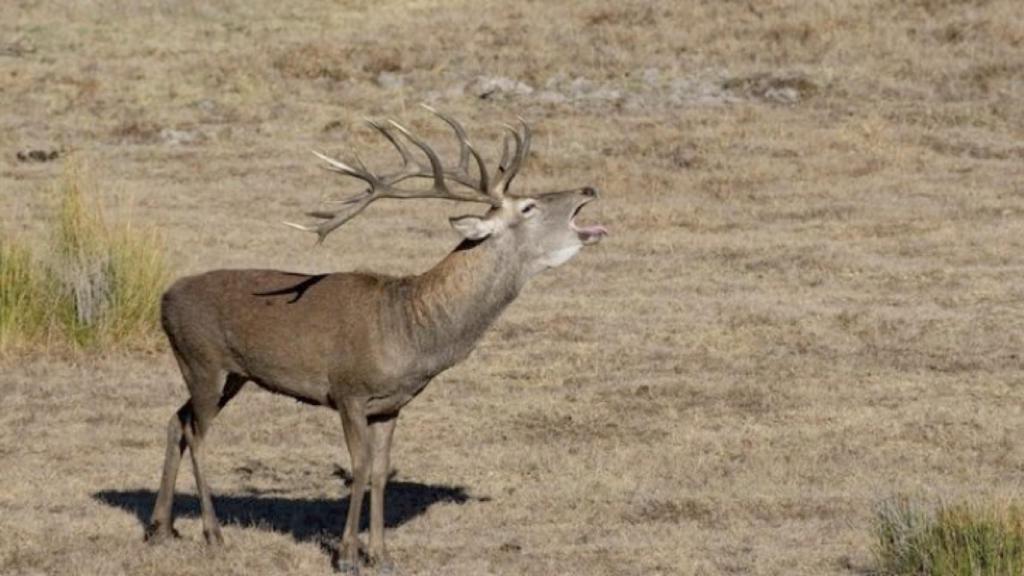 Un ciervo en Doñana.