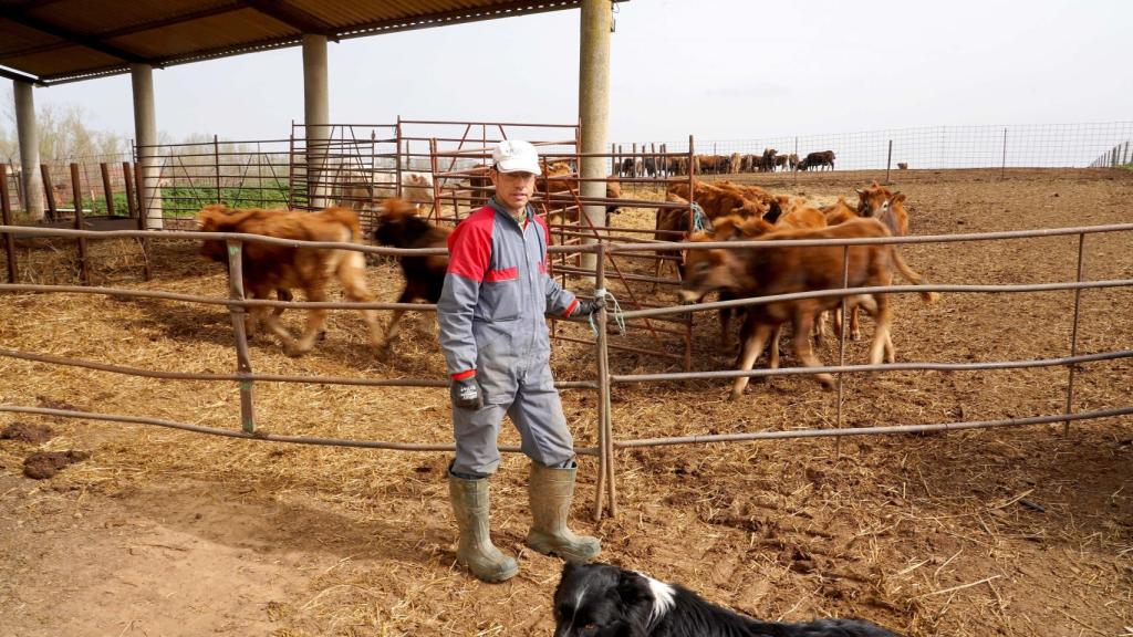Un ganadero de Zamora junto a sus terneros