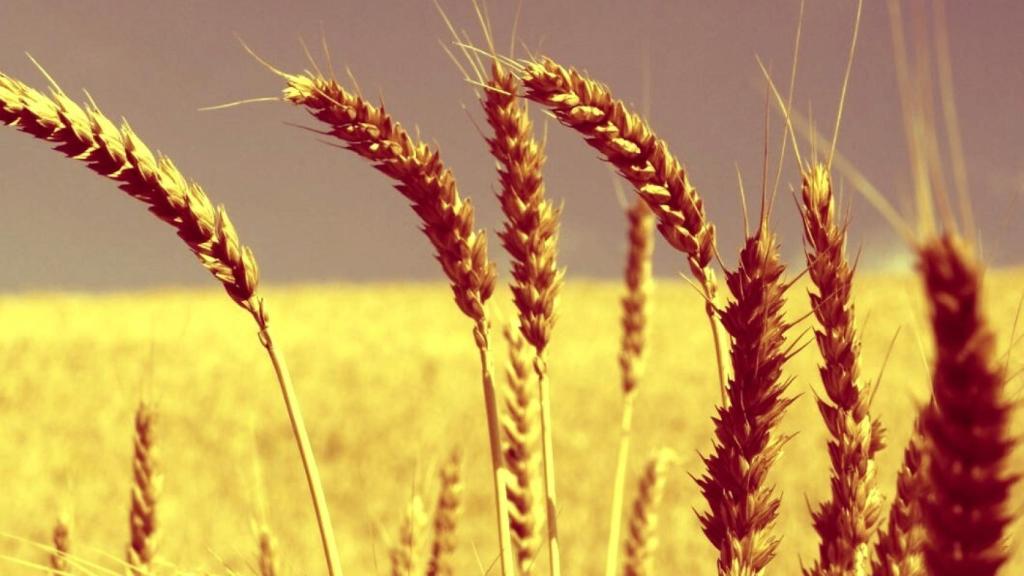 Imagen de un campo cultivado de cereal