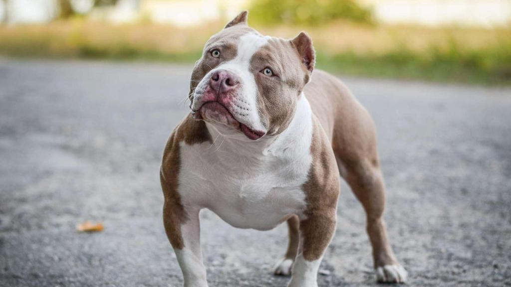 American Bully