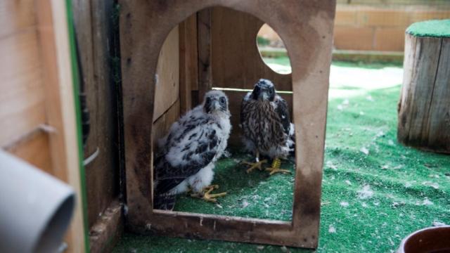 ¿Qué animales cría el Museo del Ejército en un torreón del Alcázar de Toledo?