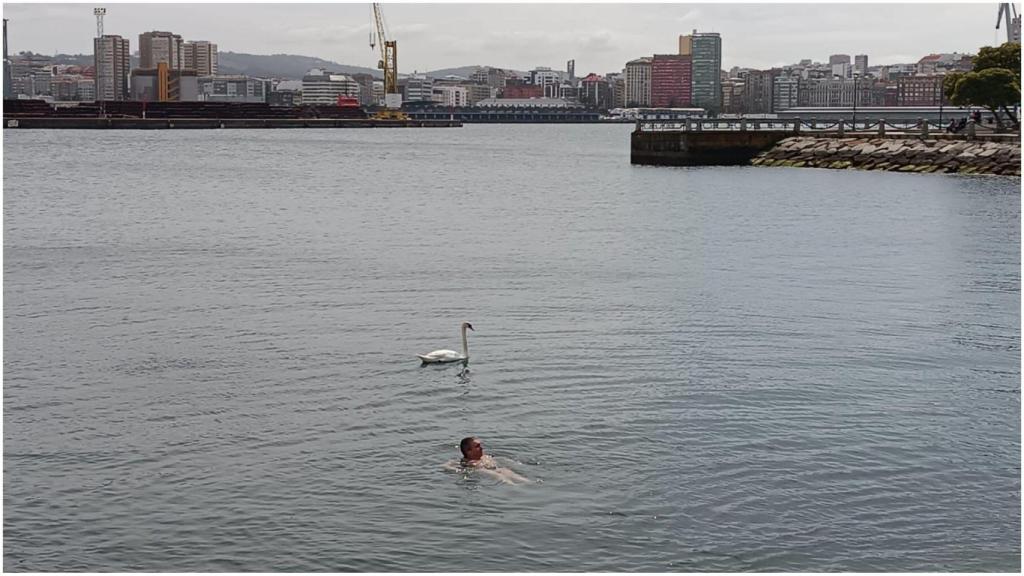 El cisne en el Parrote.