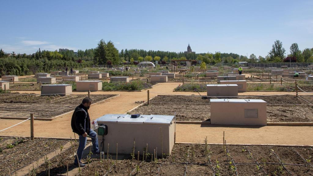 Huertos urbanos en Salamanca. Fotografía: Susana Martín / ICAL