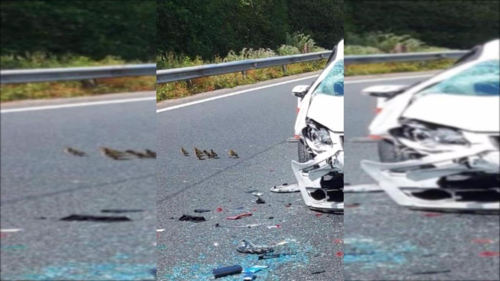 Unos patos cruzan la AP-9 en el accidente que afectó al diputado Gonzalo Caballero.