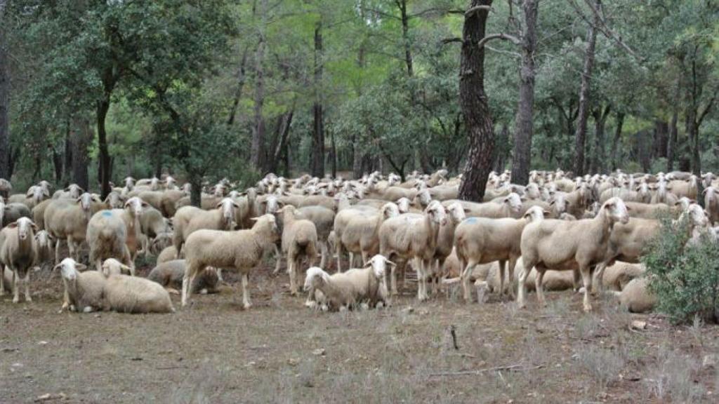 Imagen de archivo de ganadería