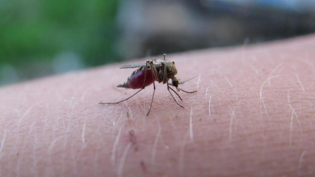 ¿Por qué los mosquitos pican más a unas personas que a otras?