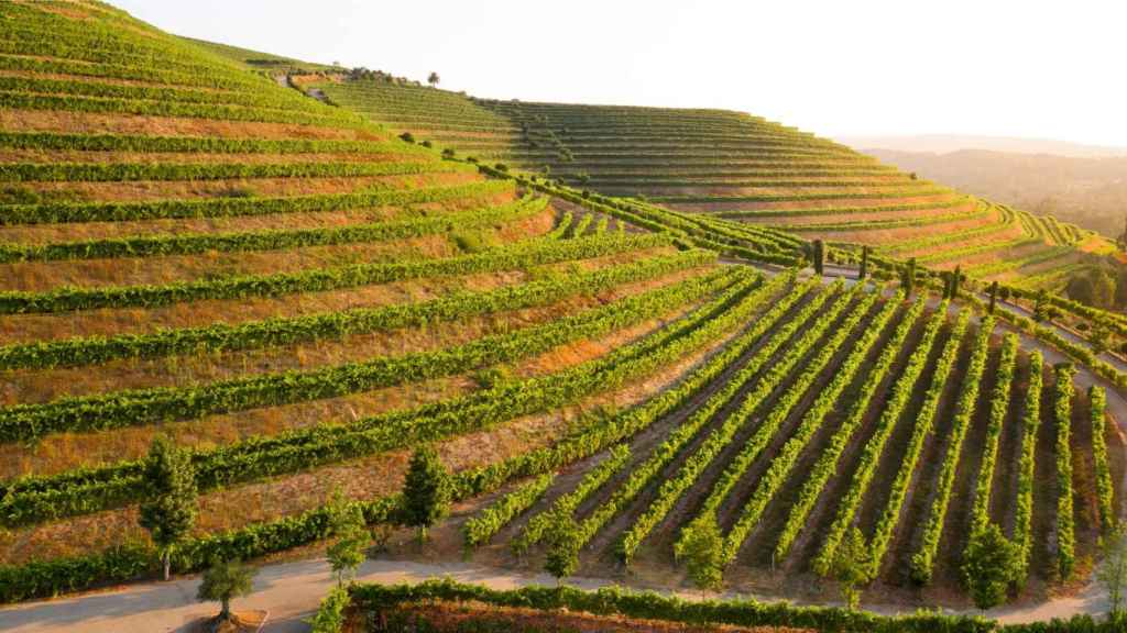 Viñedos Altos de Torona.