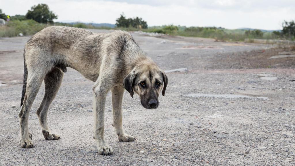 Un perro abandonado en una carretera.