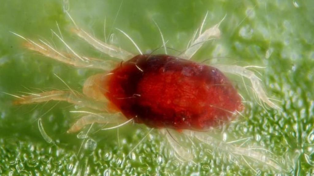 El truco definitivo para eliminar las arañas rojas