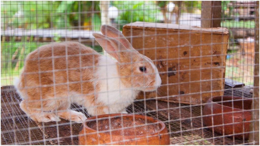 Jaula, conejos.