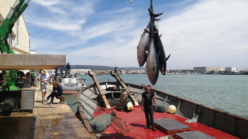 Descarga de atunes rojos en una almadraba de Barbate.
