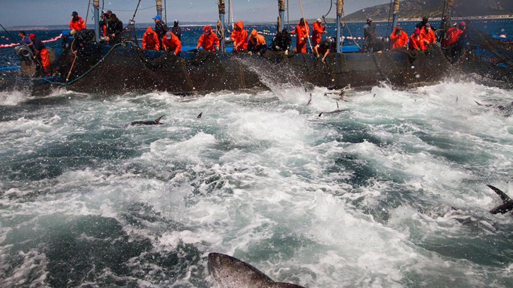 Pescando atunes rojos en la almadraba de Zahara de los Atunes (Cádiz), en una imagen de archivo.