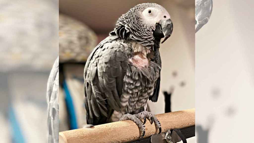 Alex, el loro más especial de Vigo.