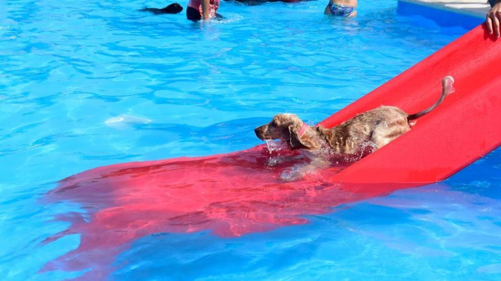 Un perro disfruta en la piscina de Trust Resort Ondara.