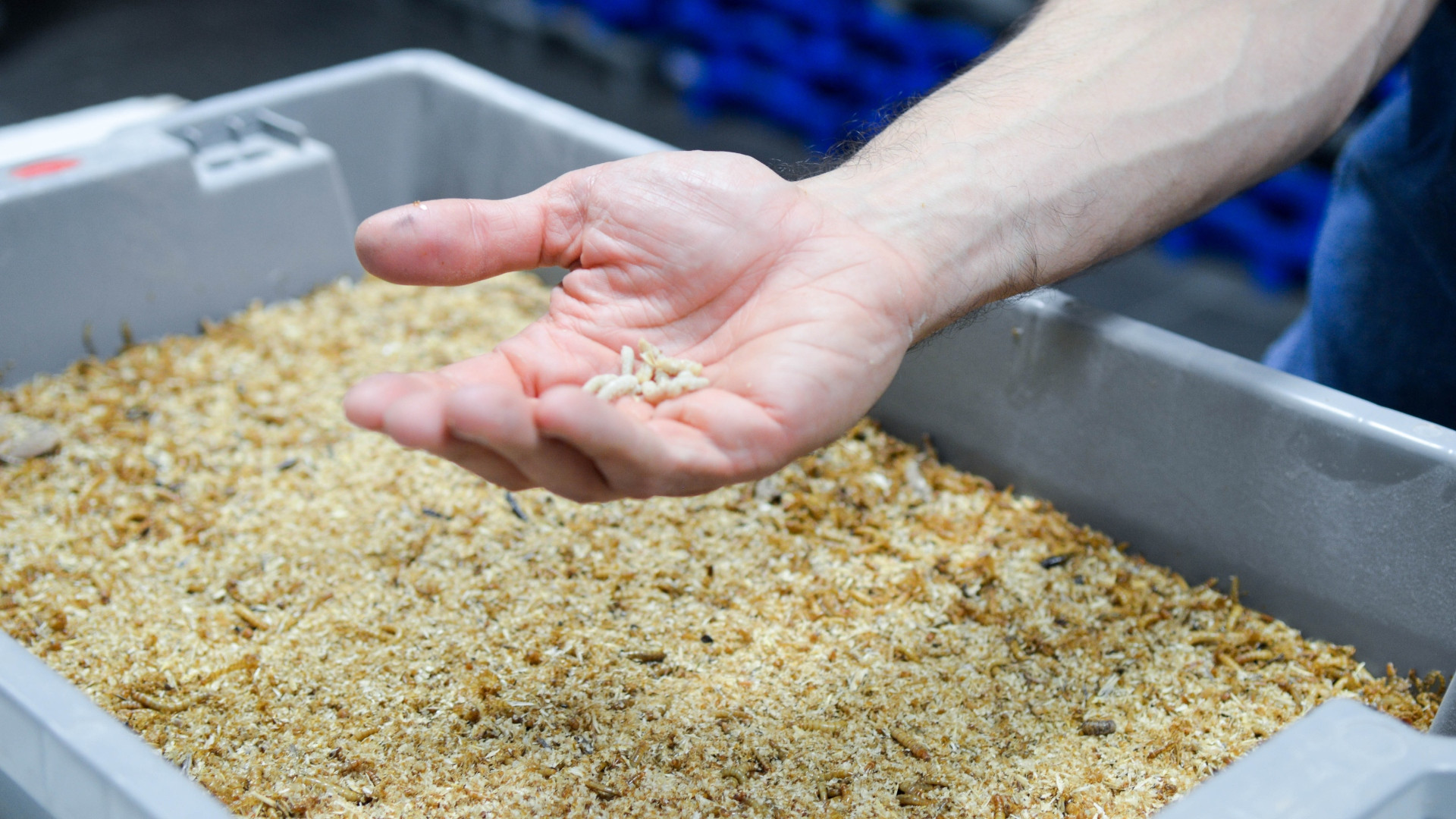 Cría de gusano de la harina en Galinsect. Foto: Cedida