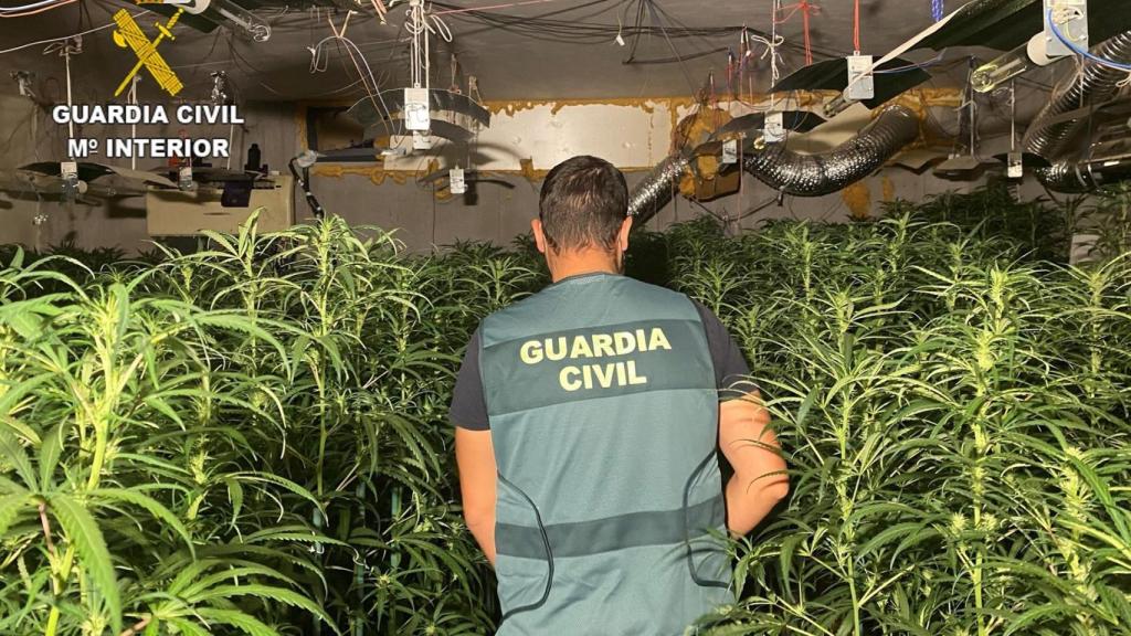 Desmantelamiento de un cultivo 'indoor' en la localidad toledana de Olías del Rey.