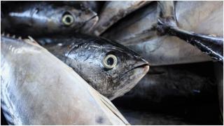 La Universidade de Santiago estudia la fabricación de films biodegradables con piel de pescado