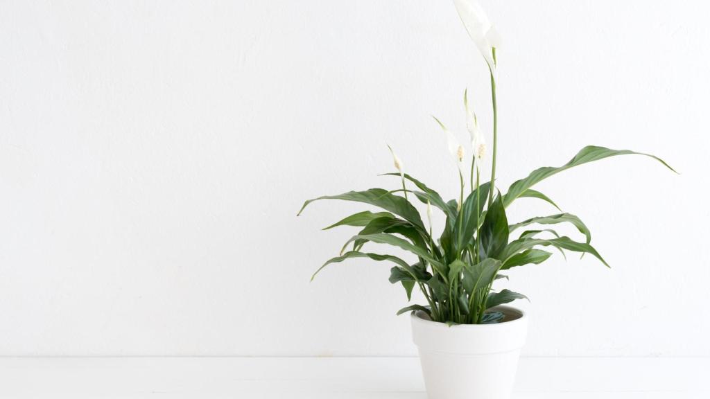 Lirio de la paz (Spathiphyllum)
