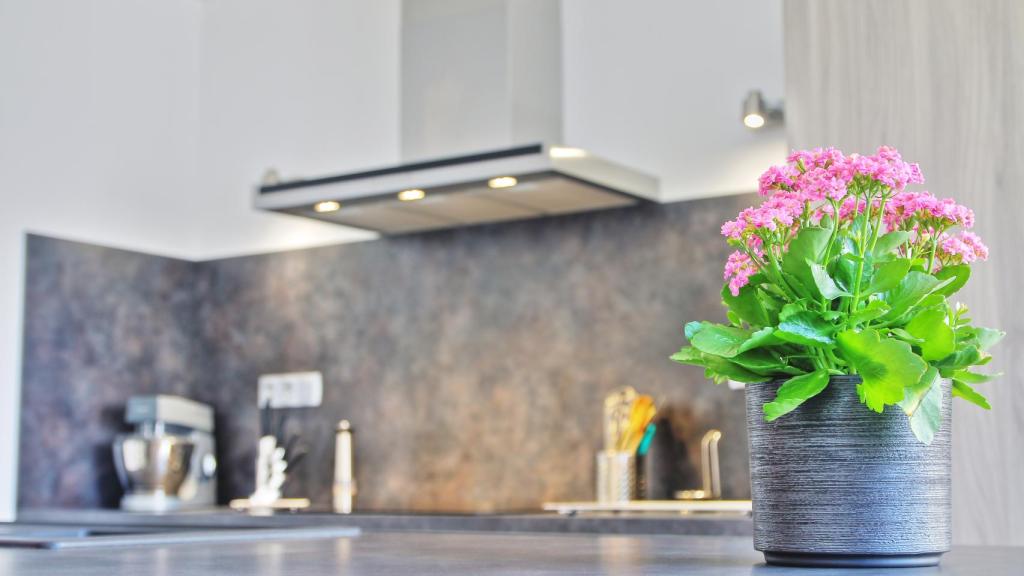 Kalanchoe blossfeldiana