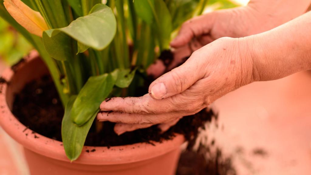 Normalmente, hay que trasplantar las plantas después de comprarlas, aunque siempre dejando un tiempo de adaptación