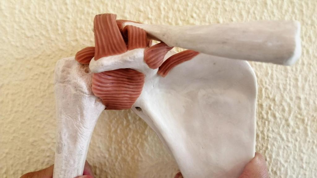 Réplica de la articulación del brazo y el hombro derechos, vistos de frente, con los huesos húmero, clavícula y omóplato.