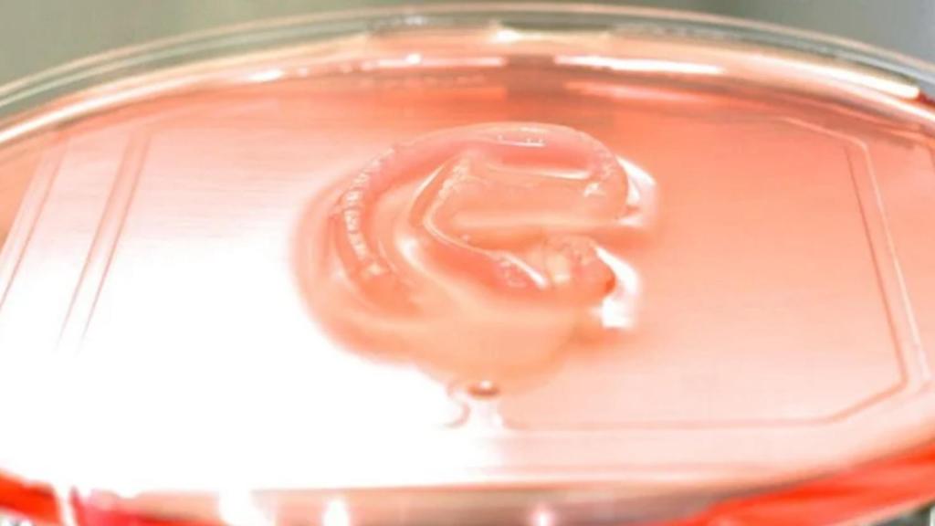 La estructura que permite cultivar una nueva oreja en laboratorio.