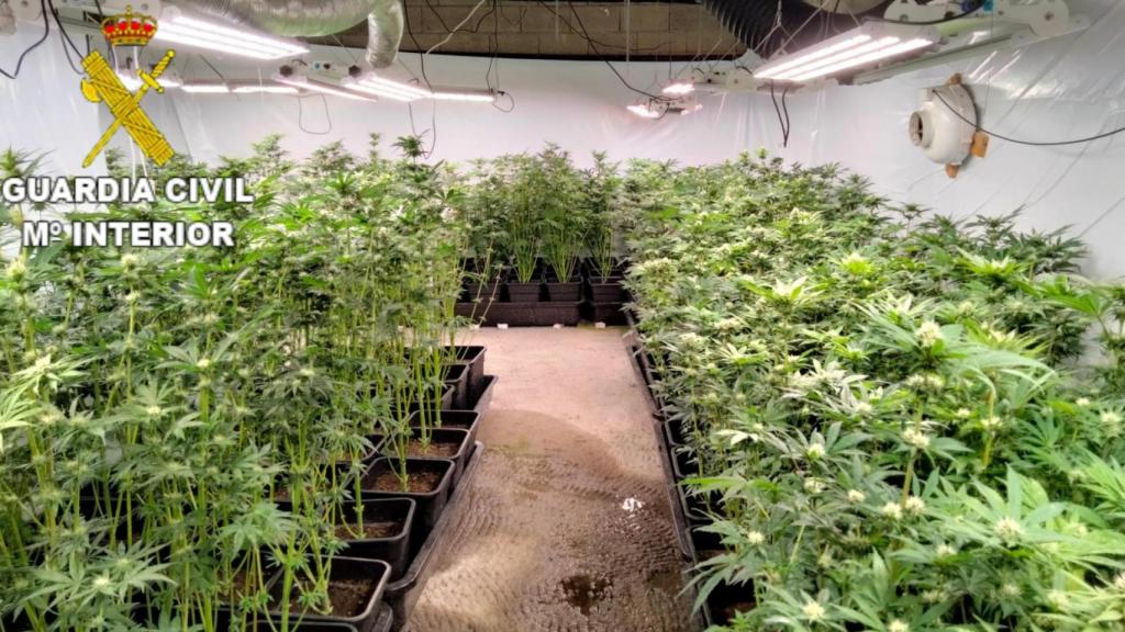 Plantación de marihuana de los detenidos.