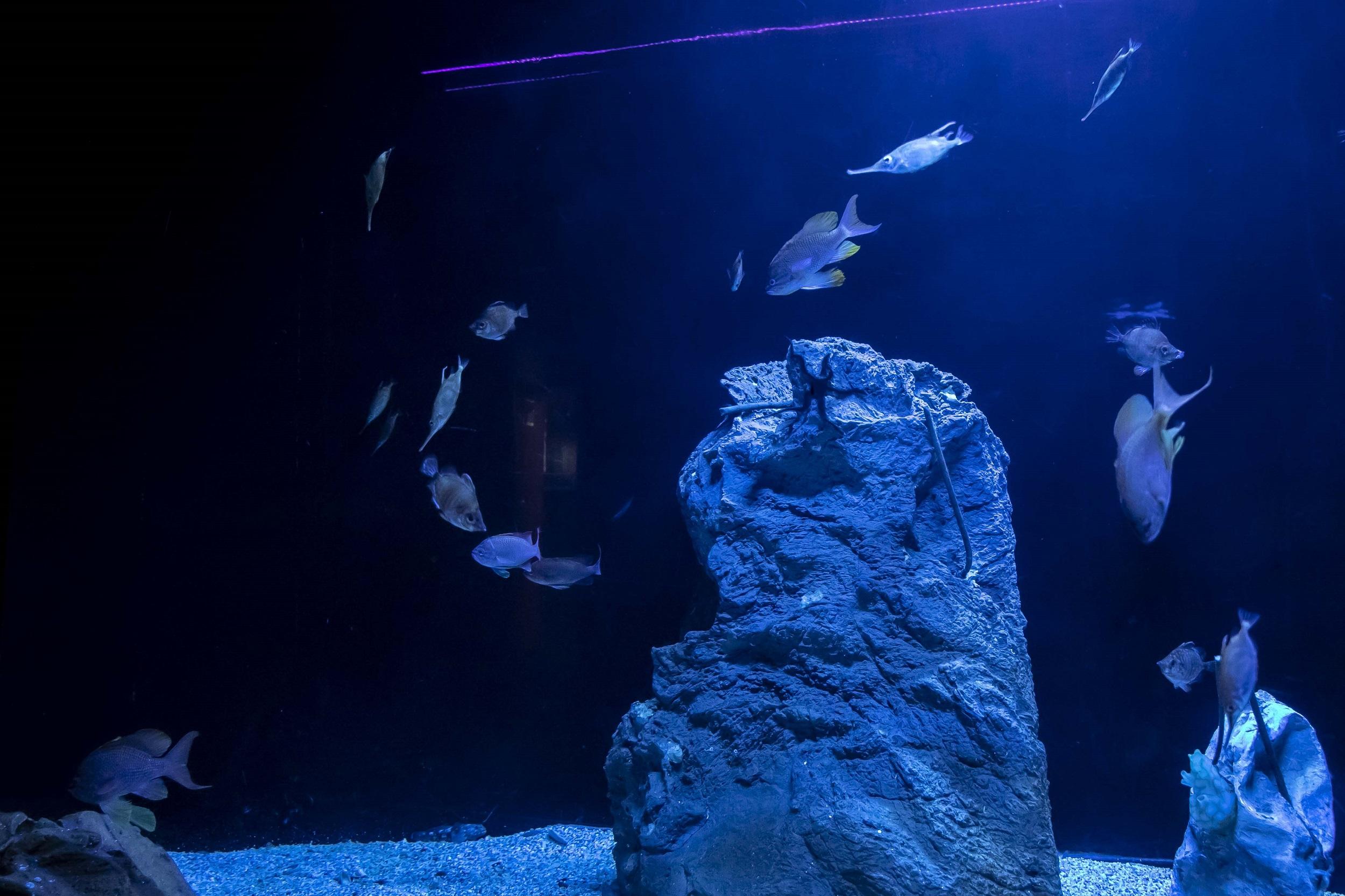 El Aquarium Finisterrae de A Coruña.