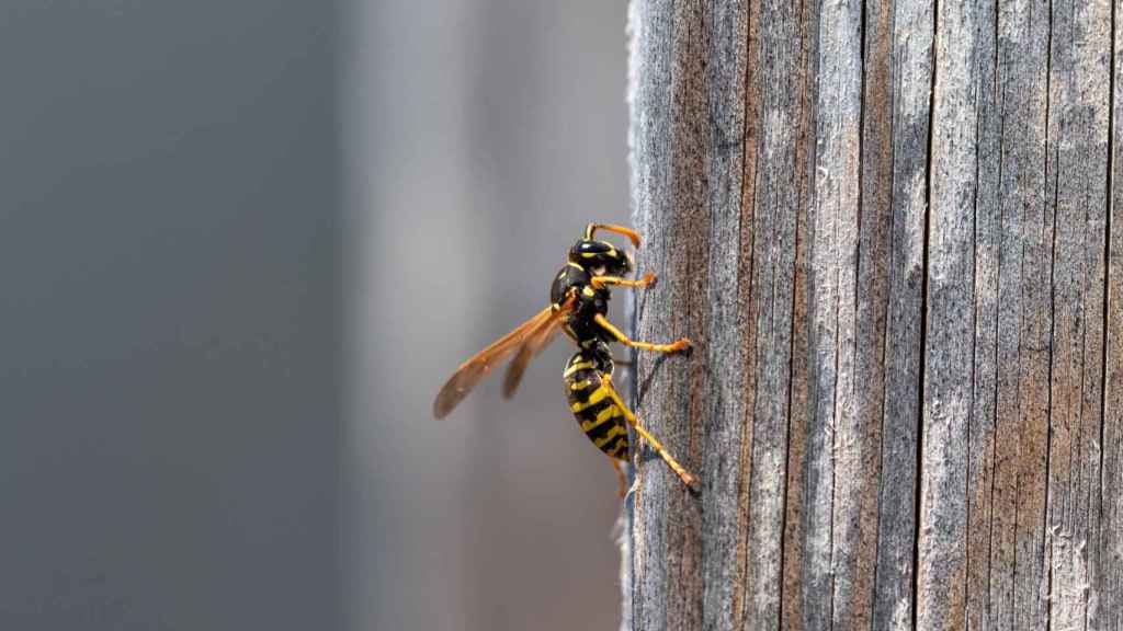 avispa, picadura de avispa