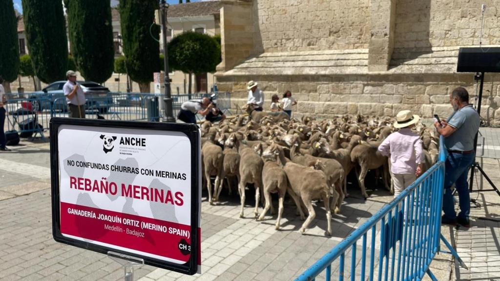La Feria de Raza Churra en Palencia
