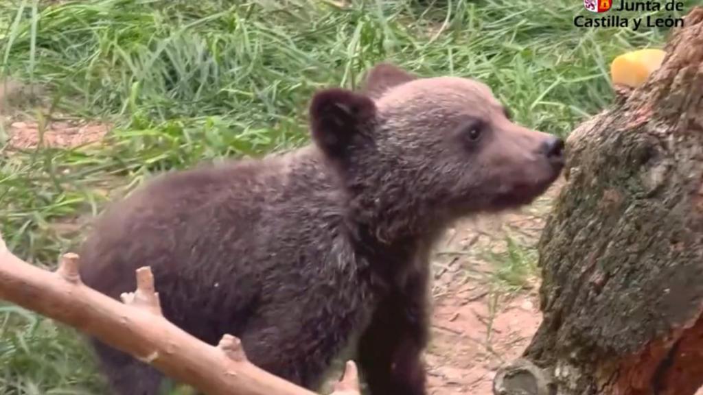 Imagen actual del osezno recuperado en León