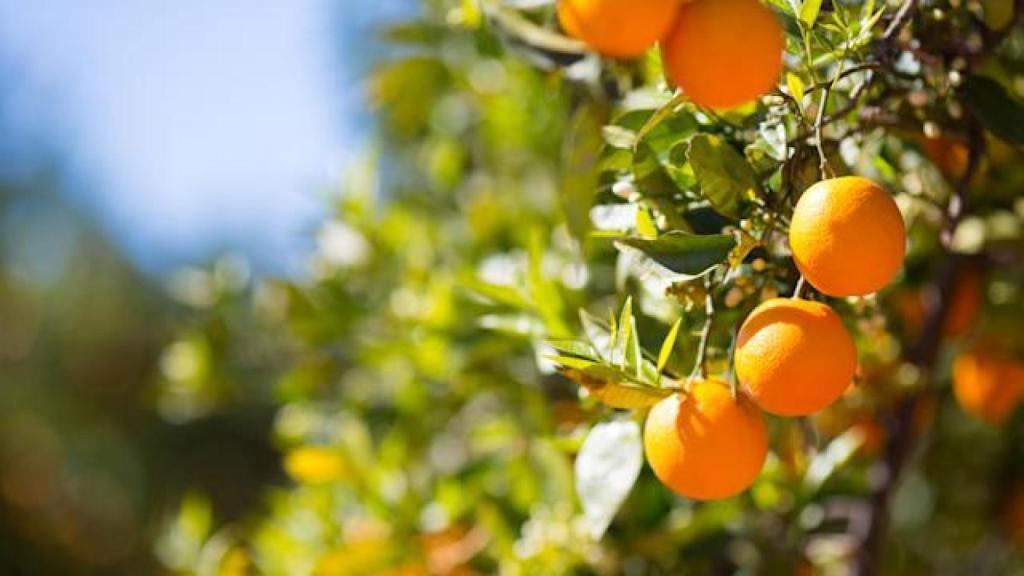 Detenido un anciano de Orihuela por estafar 14.600 euros a empresarios del sector del cítrico